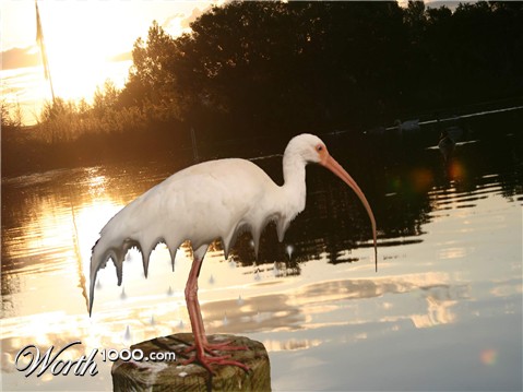 Photoshop Design by shortgame247