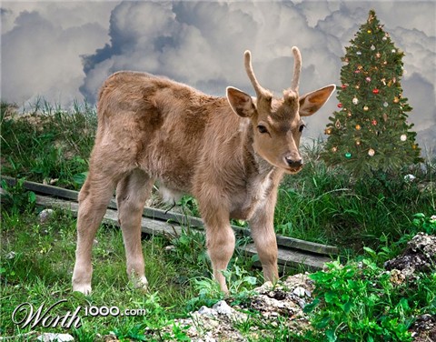 Photoshop Design by friiskiwi