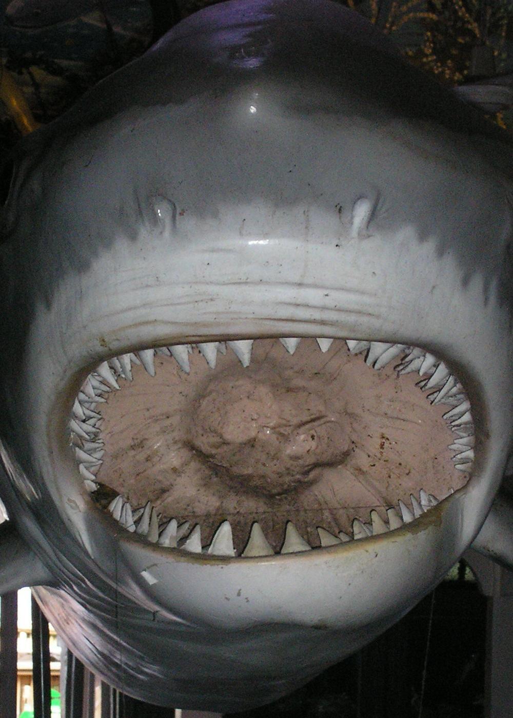 Photography by shellss11 for DesignCrowd (Community Contests) | Design #8950245