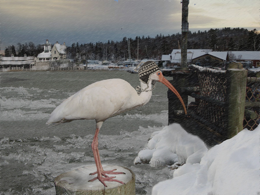 Photoshop Design by snakebit for DesignCrowd (Community Contests) | Design #8953343