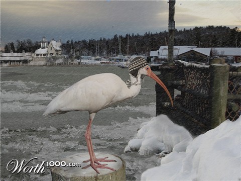 Photoshop Design by snakebit