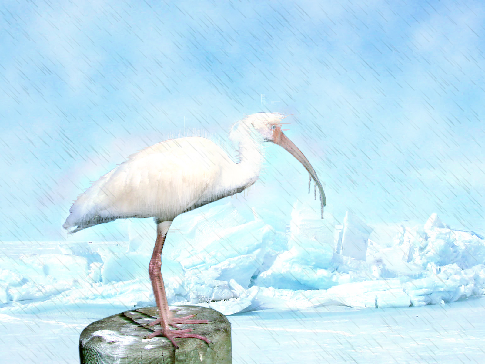 Photoshop Design by Evilmaan for DesignCrowd (Community Contests) | Design #8953356