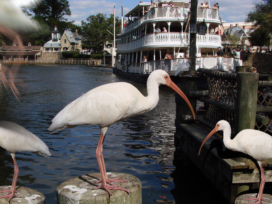 Photoshop Design by janefrog for DesignCrowd (Community Contests) | Design #8953391