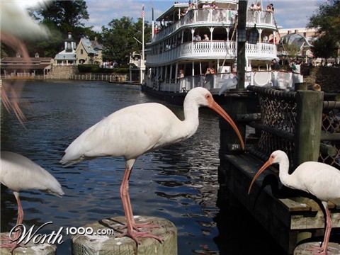 Photoshop Design by janefrog