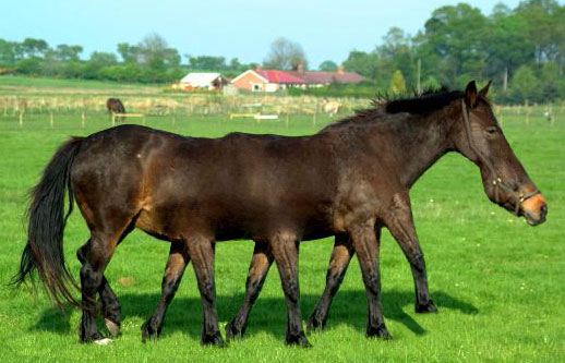 Design Photoshop par mbilham pour DesignCrowd (Community Contests) | Design #8950918