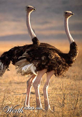 Photoshop Design by SuperSpeedRacer