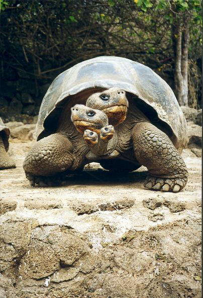 Photoshop Design by zibics for DesignCrowd (Community Contests) | Design #8950980