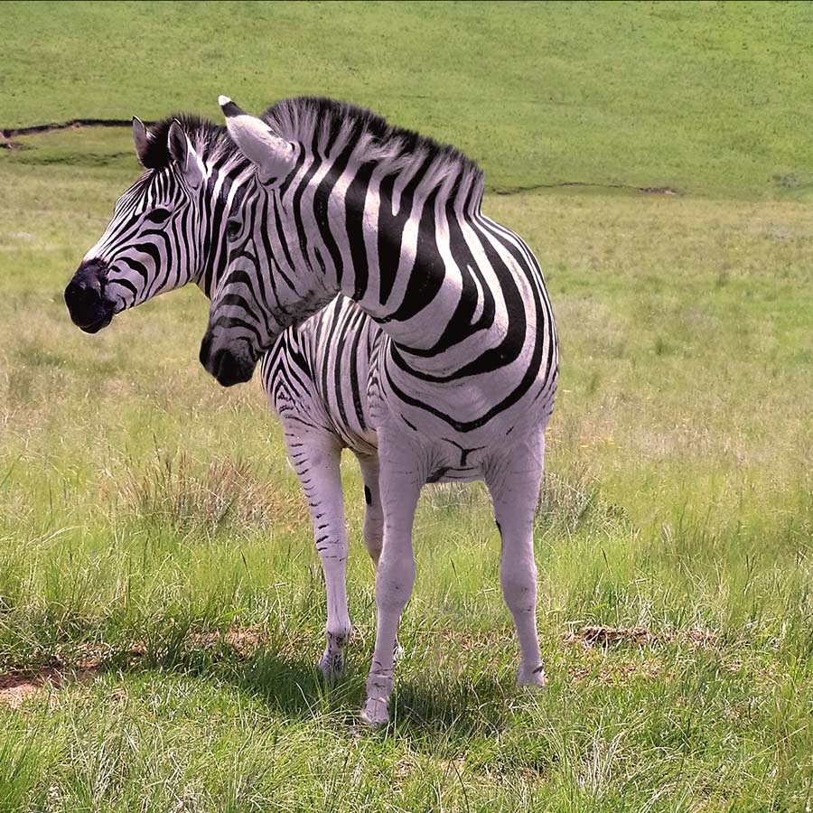 Photoshop-Design von gear01d für DesignCrowd (Community Contests) | Design #8950928