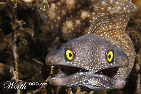 Photoshop Design by zang80