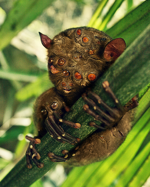 Photoshop-Design von Petrosini für DesignCrowd (Community Contests) | Design #8950952