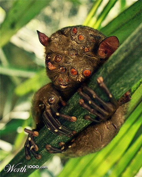 Photoshop Design by Petrosini