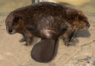 Photoshop Design by BlueHeron for DesignCrowd (Community Contests) | Design #8950925