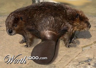 Photoshop Design by BlueHeron