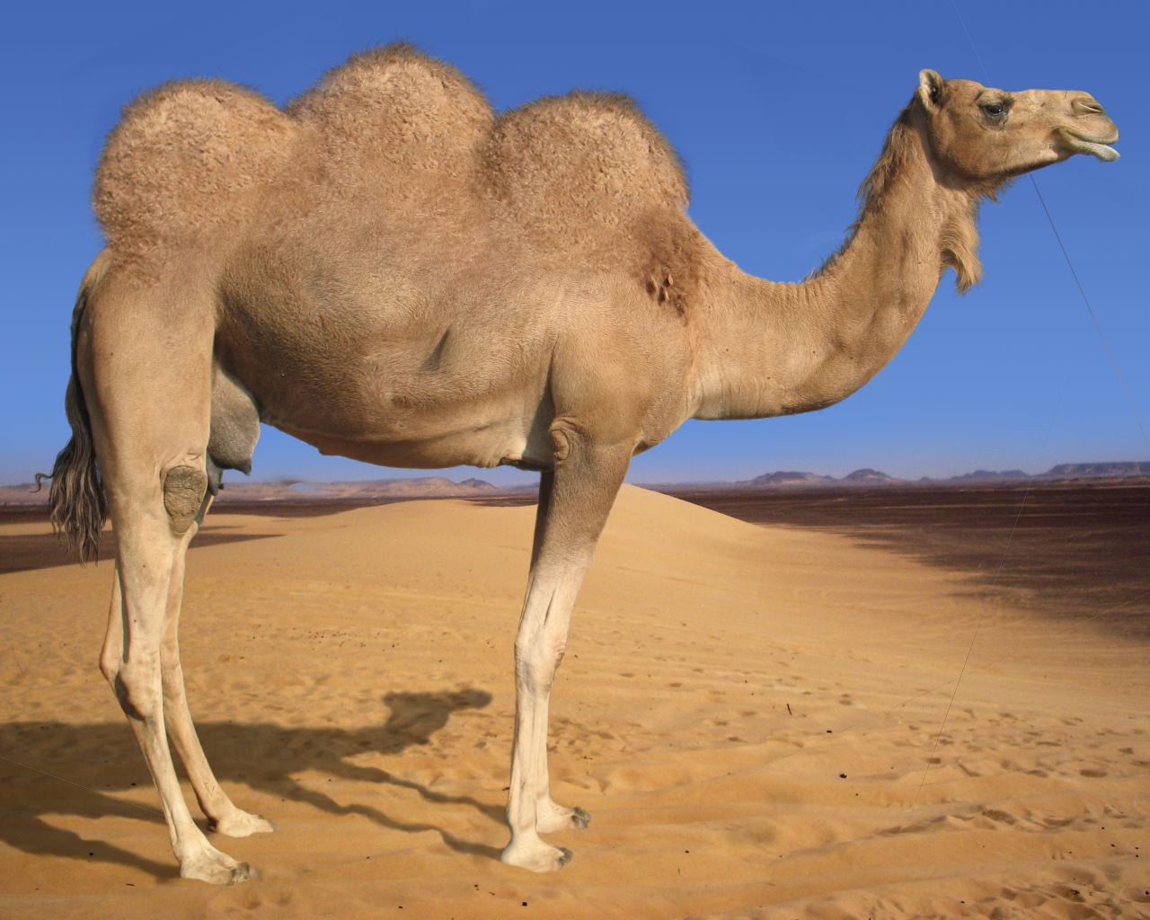 Photoshop Design by Quidebie for DesignCrowd (Community Contests) | Design #8951081