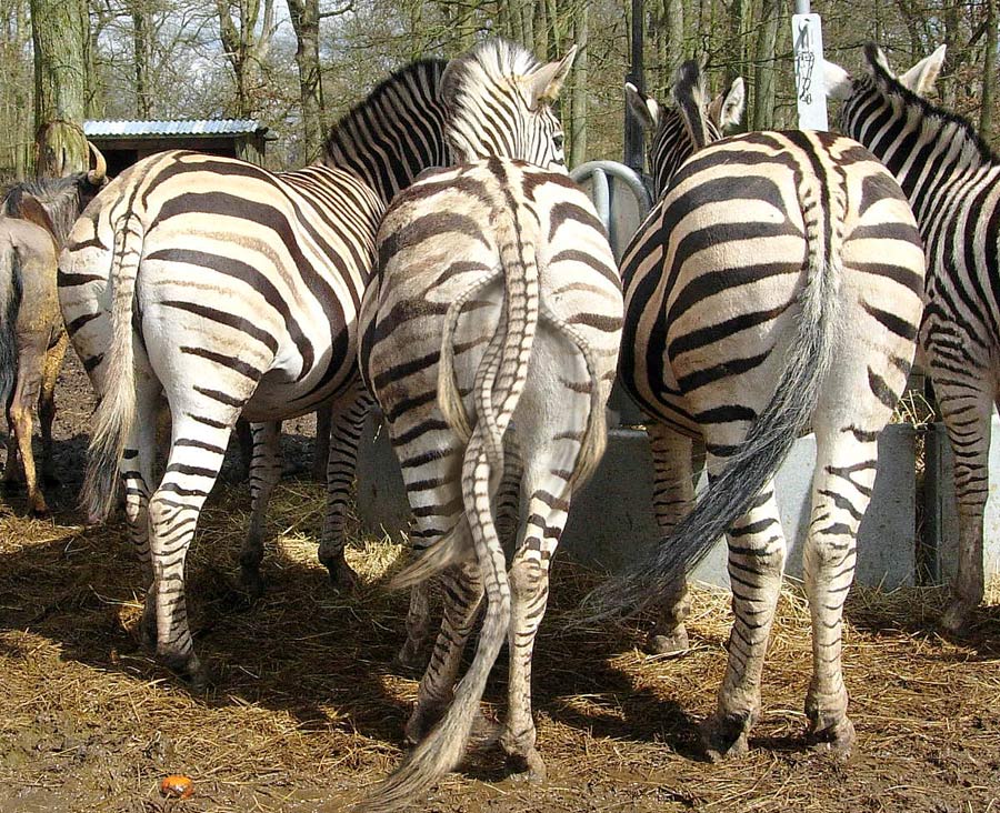 Photoshop Design by NuckleBerry6 for DesignCrowd (Community Contests) | Design #8951063