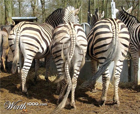 Photoshop Design by NuckleBerry6