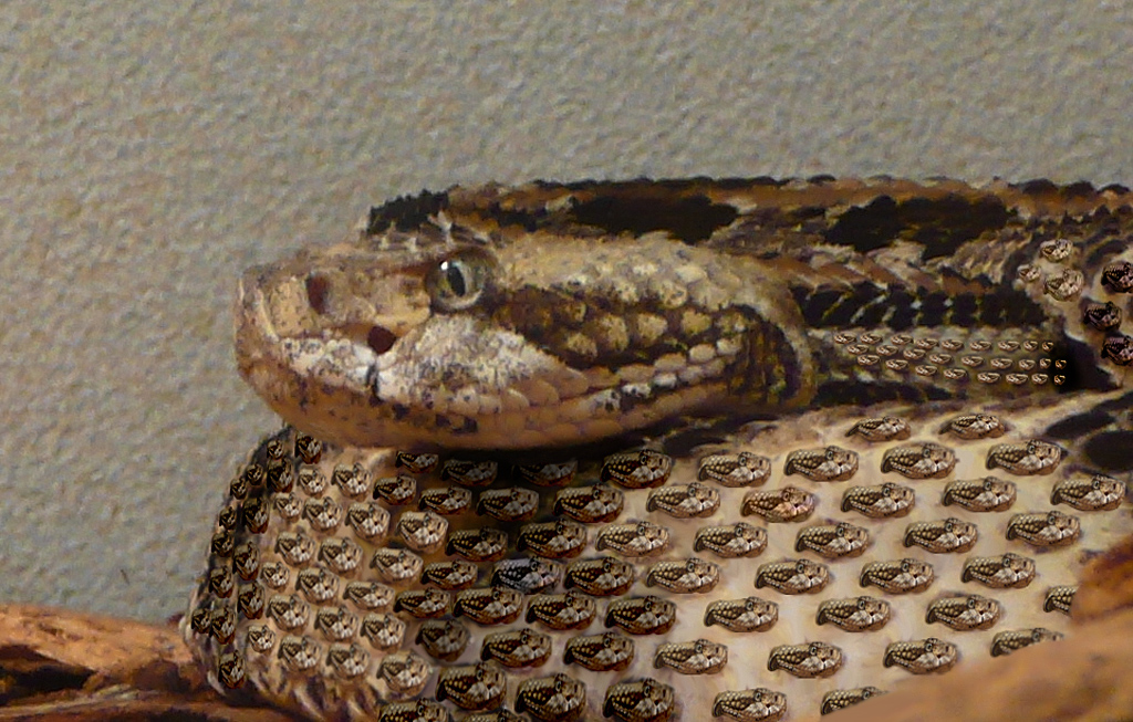 Photoshop Design by ZaphodQB for DesignCrowd (Community Contests) | Design #8952431