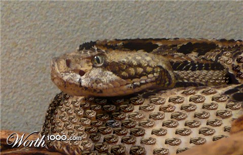 Photoshop Design by ZaphodQB