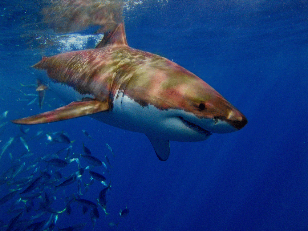 Photoshop Design by emdaza for DesignCrowd (Community Contests) | Design #8945320