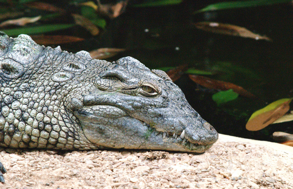 Photoshop Design by TommeC for DesignCrowd (Community Contests) | Design #8951047