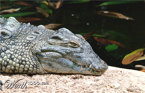 Photoshop Design by TommeC