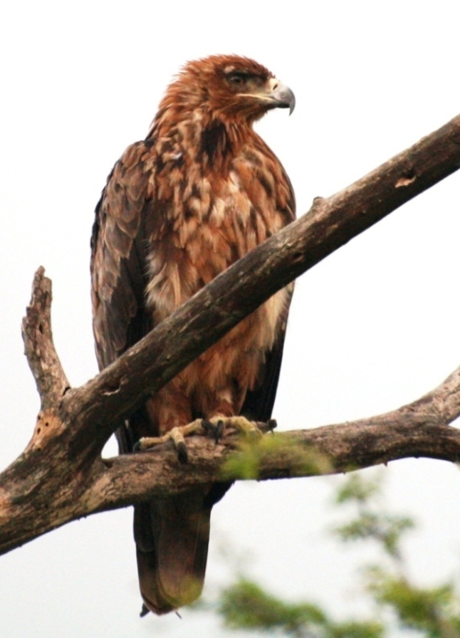 Fotografie von ConQuisTaDor für DesignCrowd (Community Contests) | Design #8950272