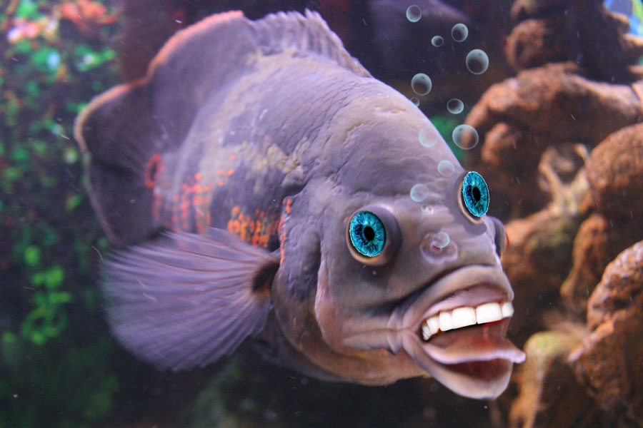 Photoshop Design by kwize53 for DesignCrowd (Community Contests) | Design #8951003