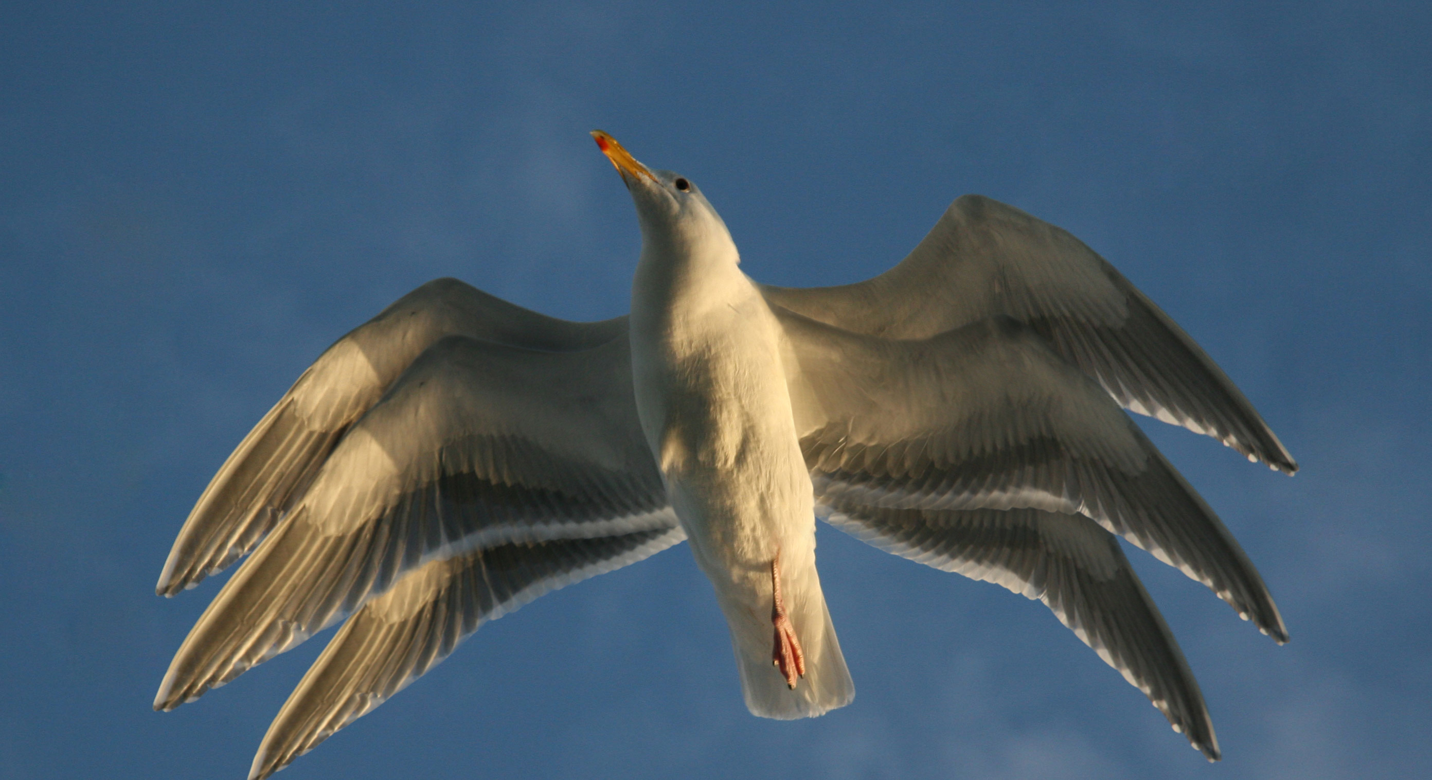 Photoshop Design by Dean101 for DesignCrowd (Community Contests) | Design #8951126