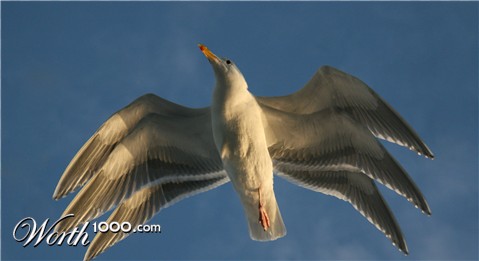 Photoshop Design by Dean101