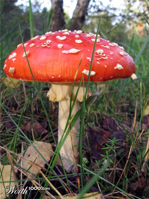 Photoshop design by TeMo80 for DesignCrowd (Community Contests)