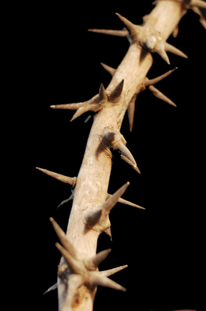 Photographie par jhloa2 pour DesignCrowd (Community Contests) | Design #8950322