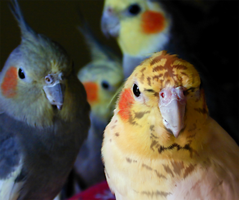 Photoshop Design by maxandstuff for DesignCrowd (Community Contests) | Design #8952498