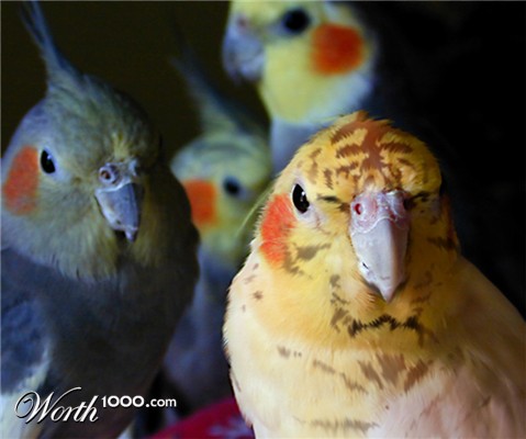 Photoshop Design by maxandstuff