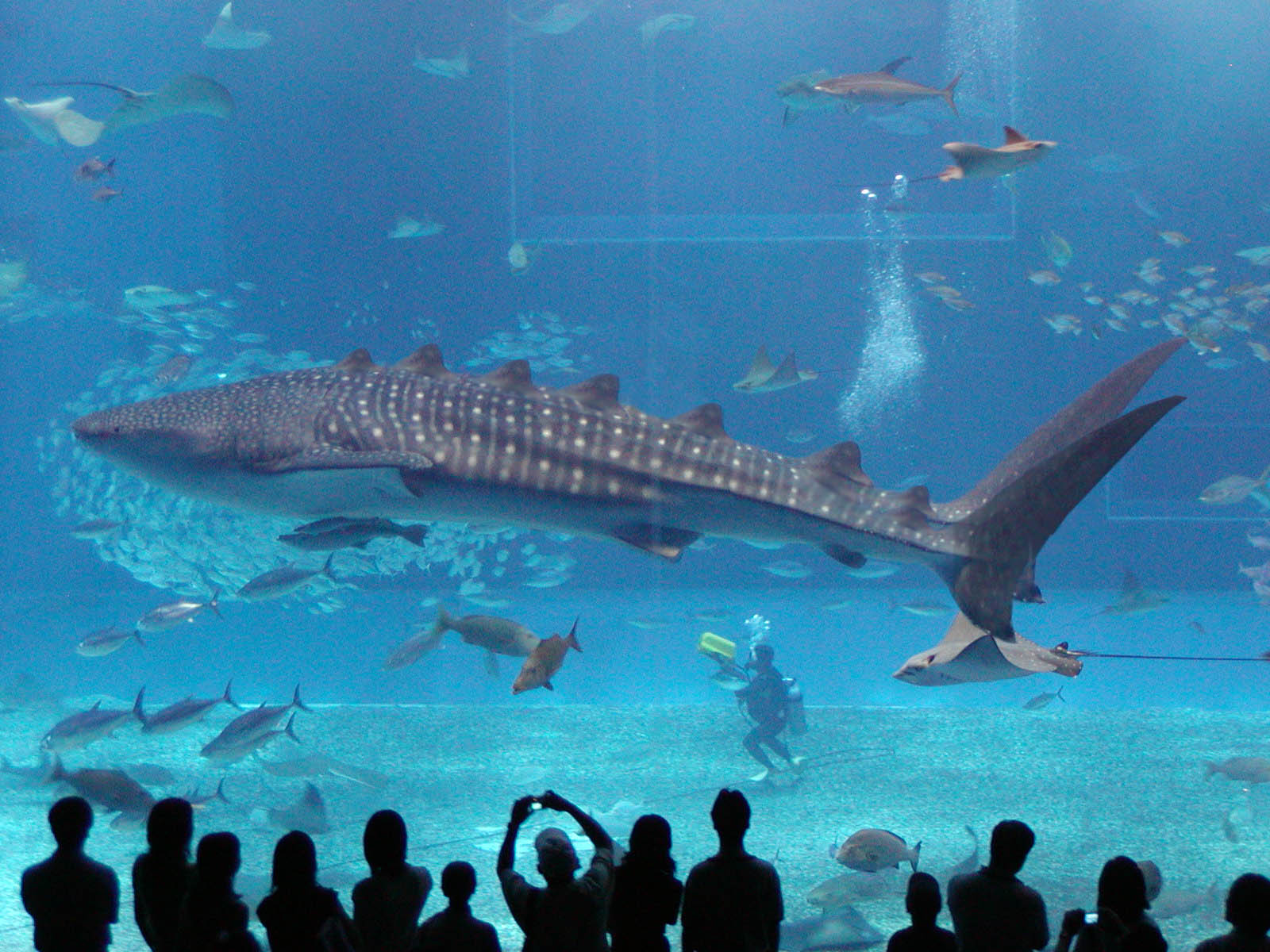 Photoshop Design by userkuba for DesignCrowd (Community Contests) | Design #8951104