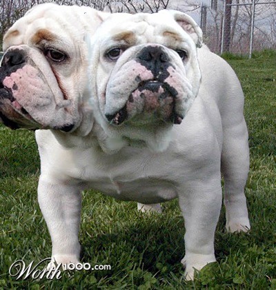 Photoshop Design by kristiankily