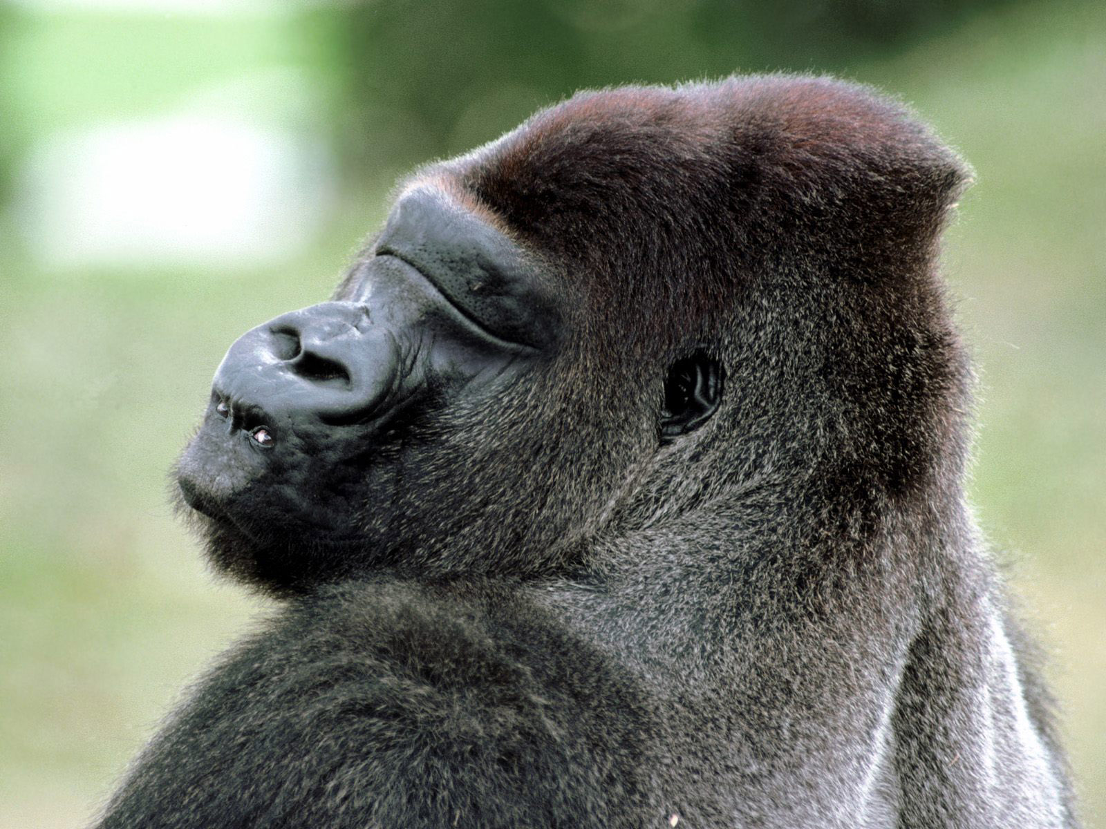 Design Photoshop par otavioliborio pour DesignCrowd (Community Contests) | Design #8951092