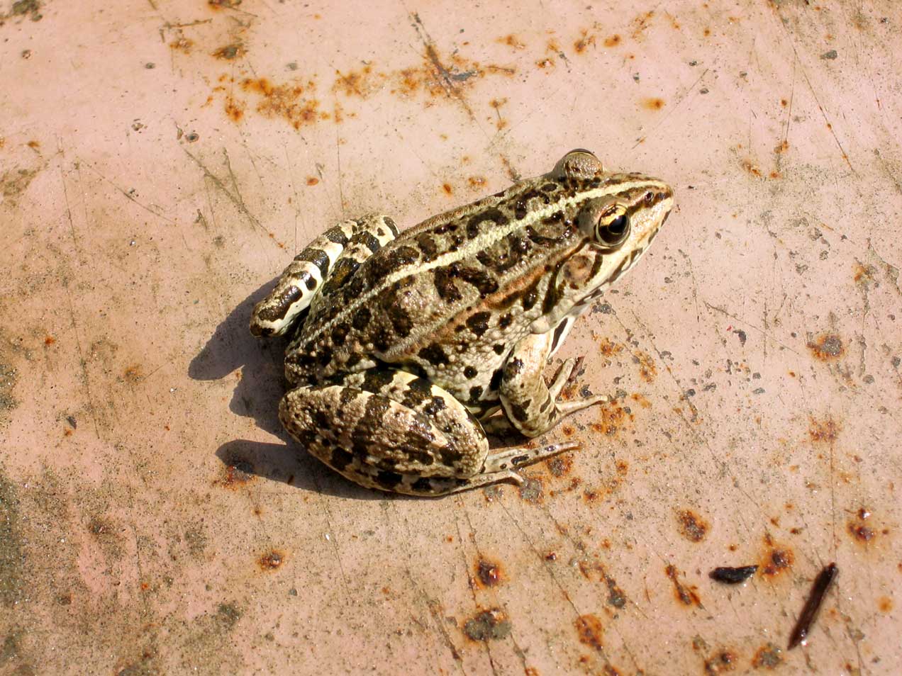 Photoshop Design by wanderc8 for DesignCrowd (Community Contests) | Design #8952358