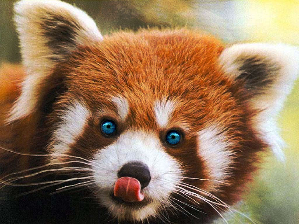 Photoshop-Design von Rubees für DesignCrowd (Community Contests) | Design #8952410