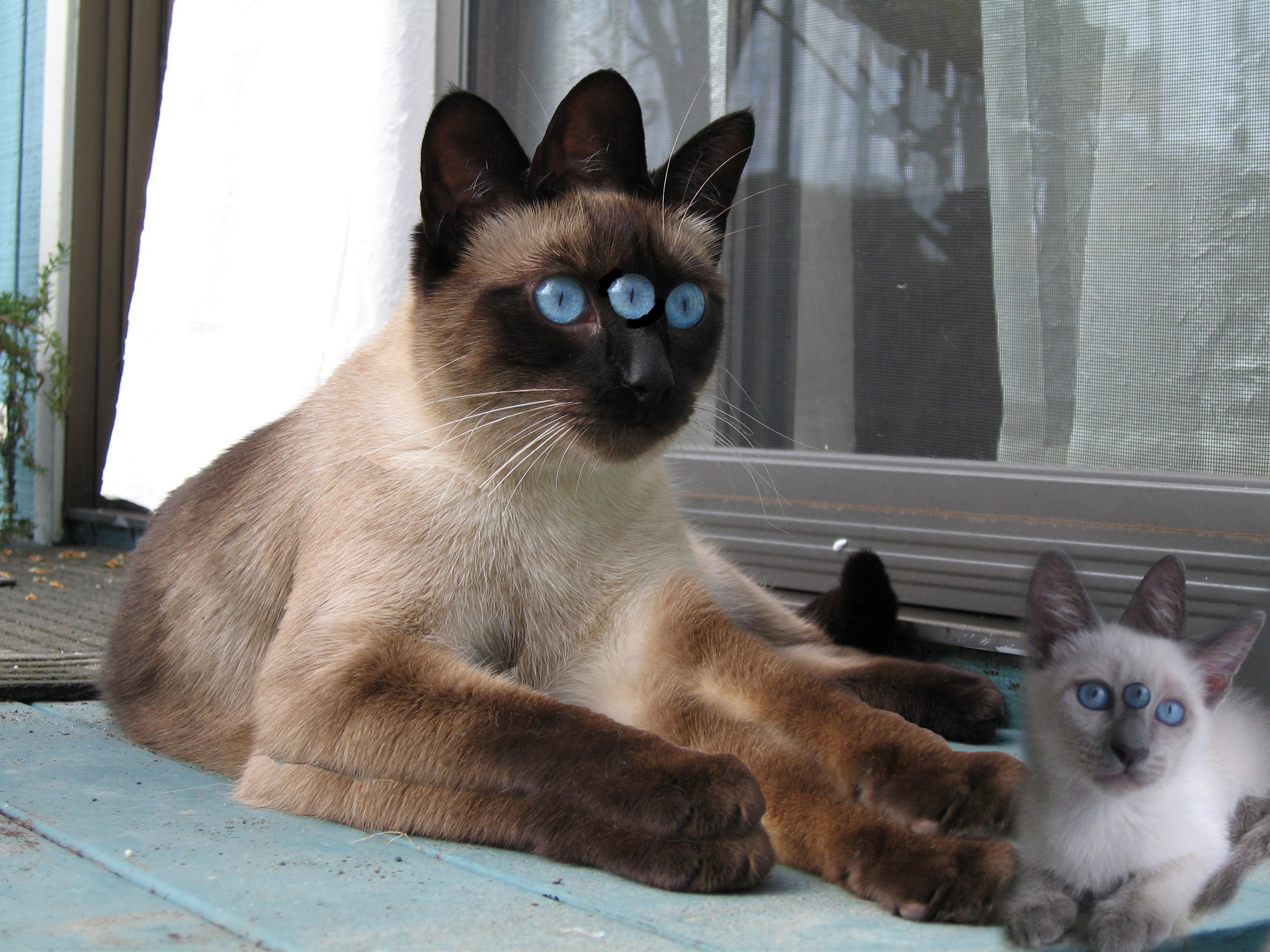 Photoshop Design by short3e for DesignCrowd (Community Contests) | Design #8951184