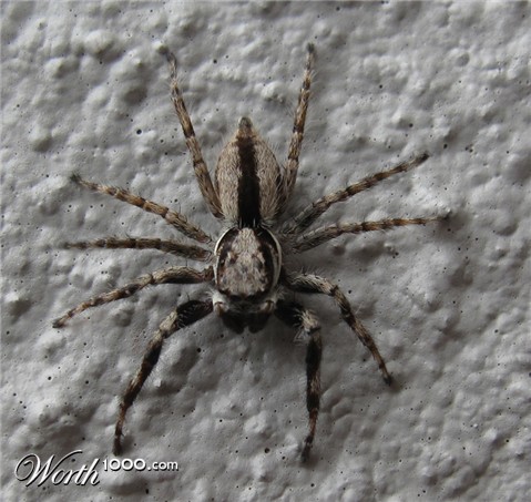 Photoshop Design by MadNinja