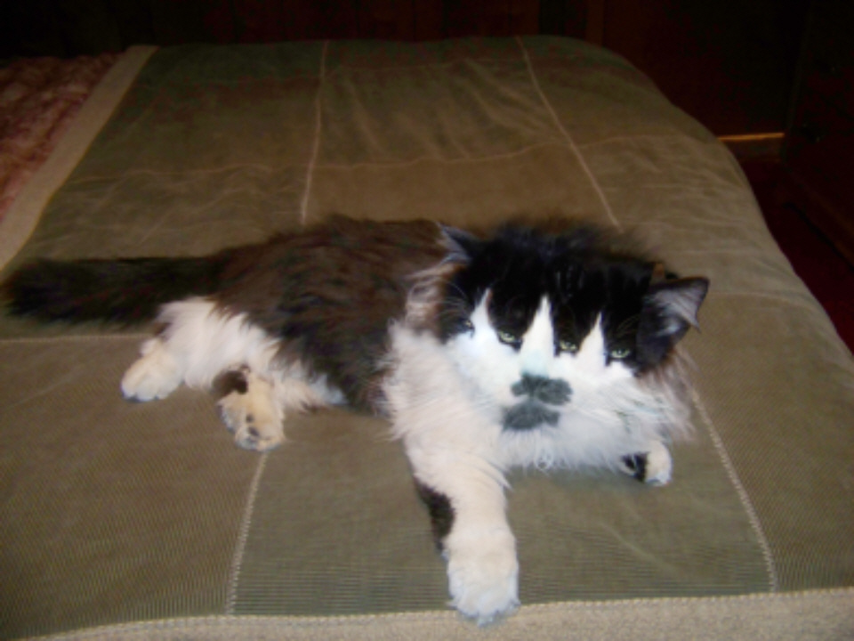 Photoshop-Design von kathiess für DesignCrowd (Community Contests) | Design #8951156