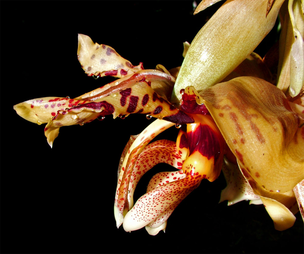 Photography by ozplasmic for DesignCrowd (Community Contests) | Design #8949614