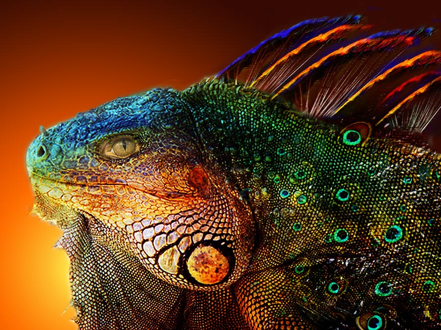 Photoshop Design by tsitrA for DesignCrowd (Community Contests) | Design #8945550