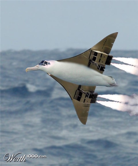 Photoshop Design by SubzeroFusion