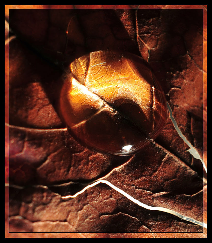 Photography by Isabella2006 for DesignCrowd (Community Contests) | Design #8951984