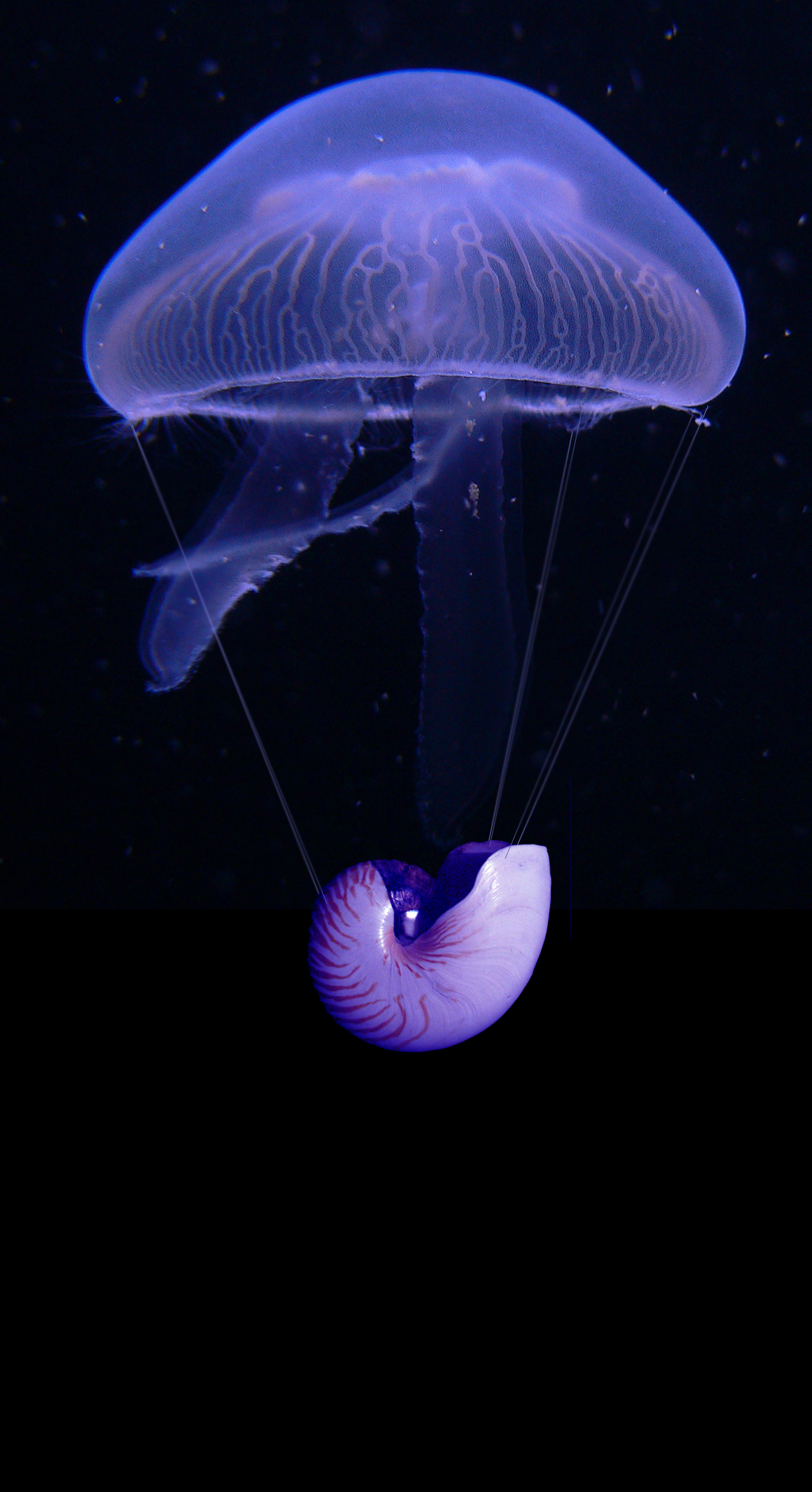 Photoshop Design by EggHeadNurse for DesignCrowd (Community Contests) | Design #8954666