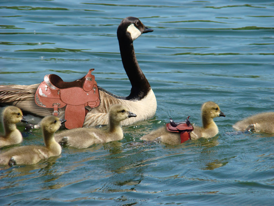 Photoshop Design by janefrog for DesignCrowd (Community Contests) | Design #8954698