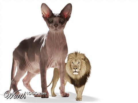 Photoshop Design by Manatee