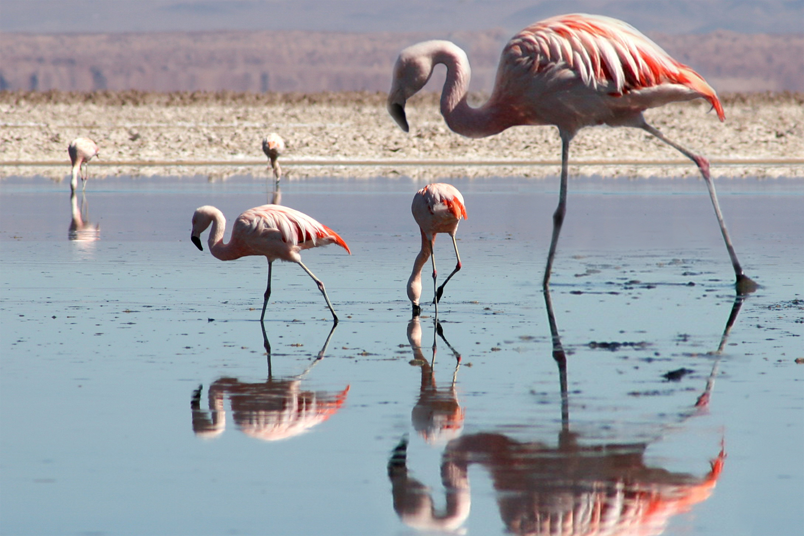 Photoshop Design by Zebulba76 for DesignCrowd (Community Contests) | Design #8944230