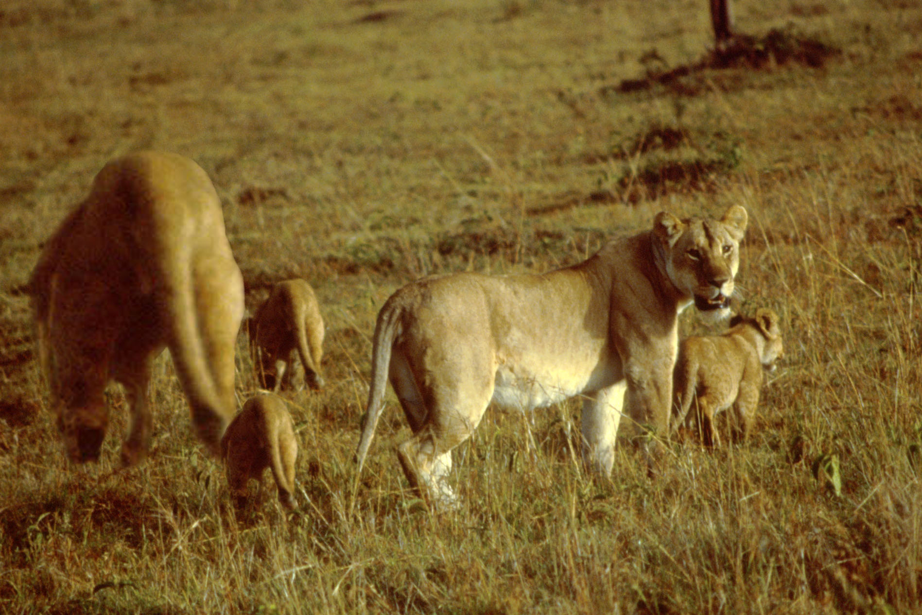 Photoshop Design by bovea1 for DesignCrowd (Community Contests) | Design #8944243